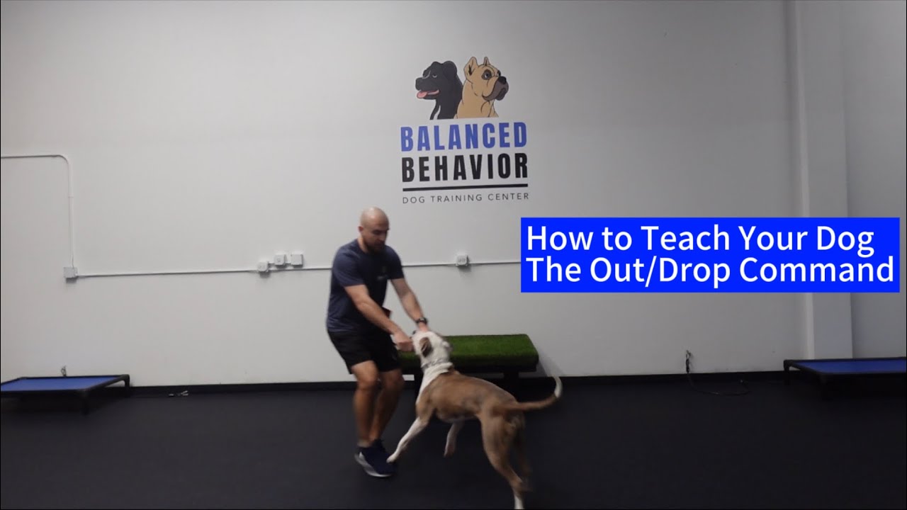 How to Teach the Out/Drop Command