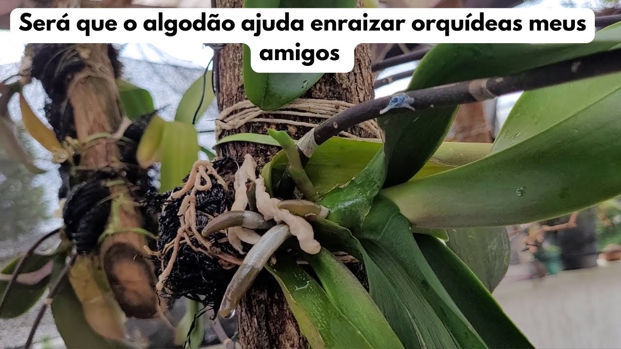 Dicas Dona Maria -Será que o algodão ajuda enraizar orquídeas meus amigos
