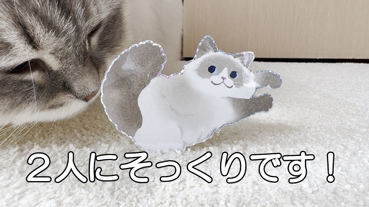 うちの猫たちにスペシャルプレゼントをたくさんいただき、ありがとうございました！