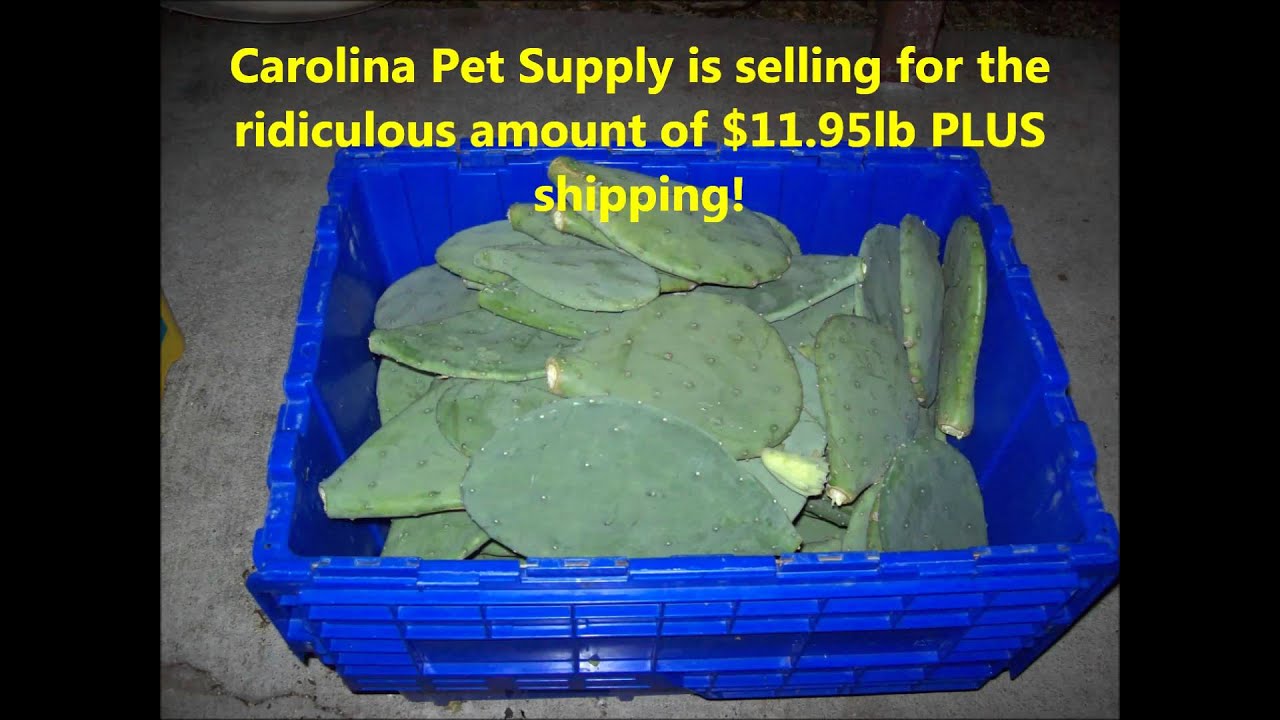 Tortoise Food (cactus pads) Available - Wichita Falls Reptile Rescue