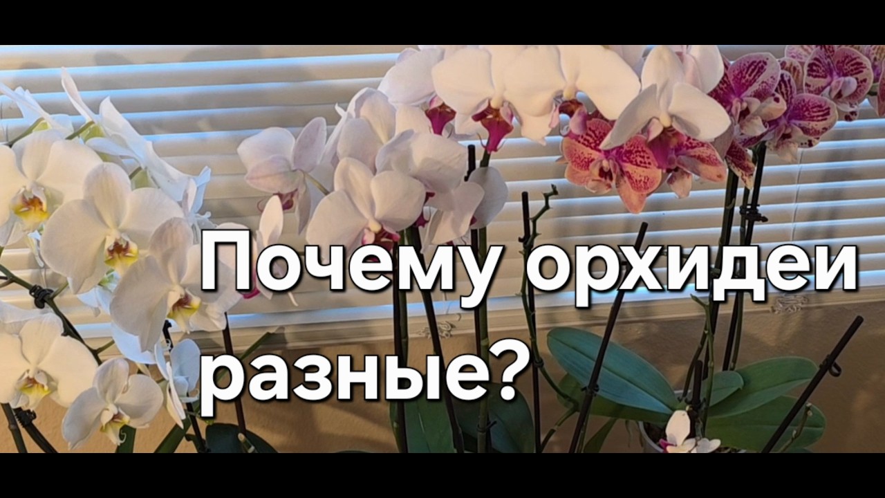 Почему орхидеи разные? Кто написал инструкцию?