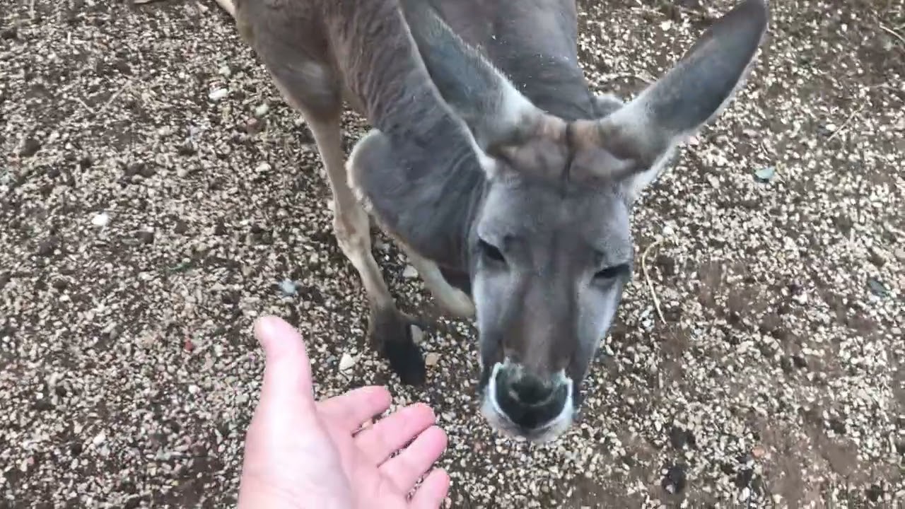 Kangaroos. November 18, 2021