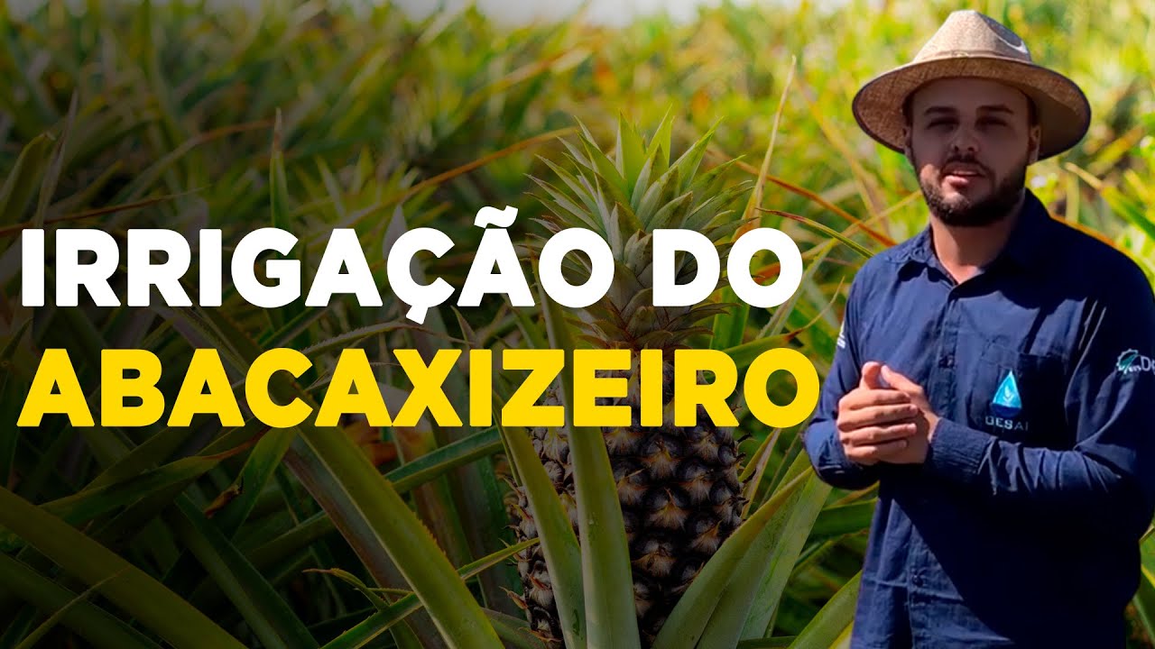 Como Implantar um Sistema de Irrigação Eficiente no Abacaxizeiro