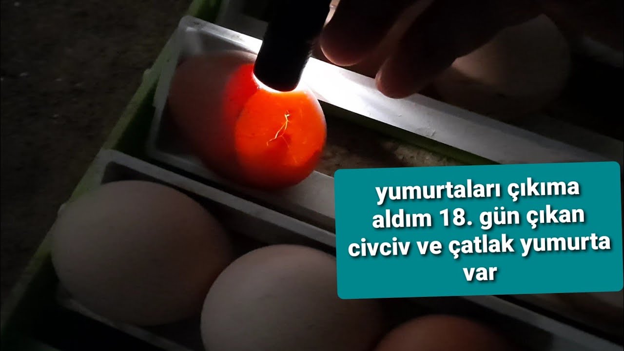 Çıkım makinasına yumurta alma ve döl kontrolü