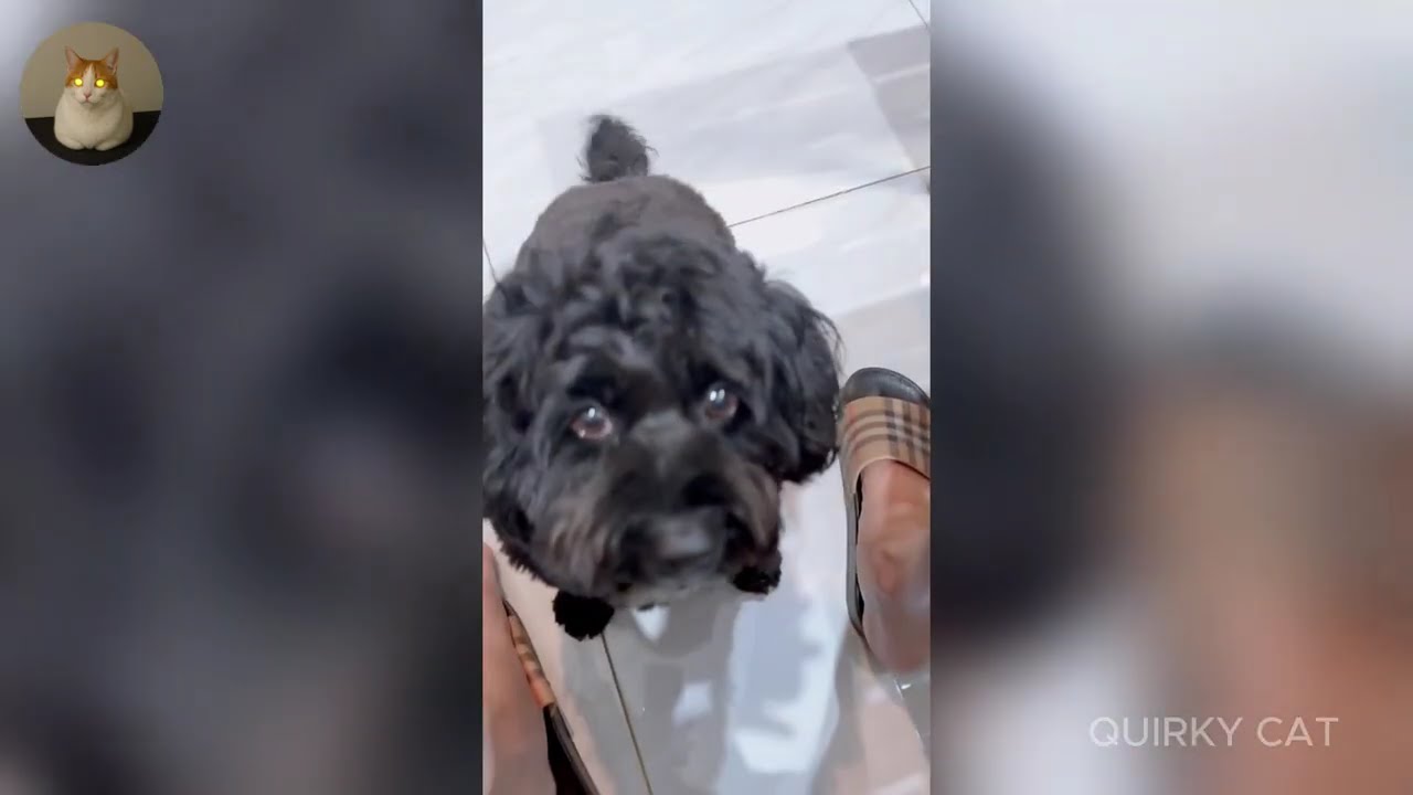 Funny ANIMALS videos 😂 | Funniest Cats and Dogs 2025 🐶😼 Part 45