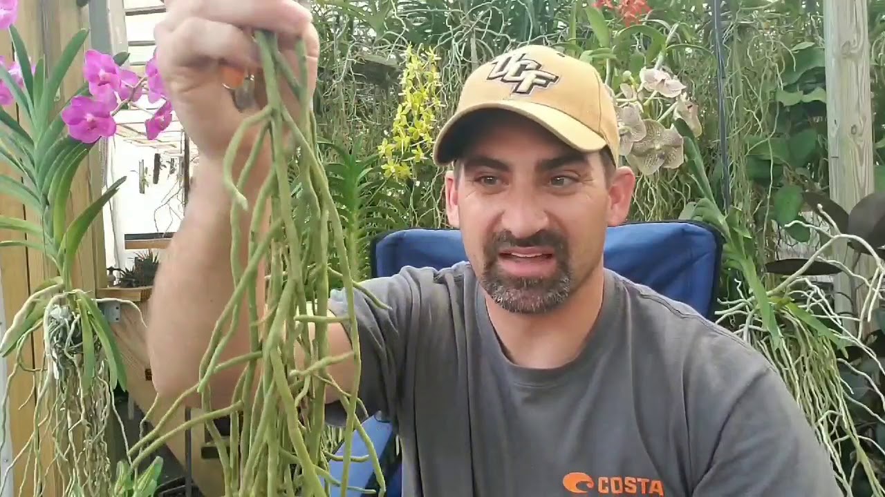 To trim or not to trim Vanda Orchid roots...that is the ???  Simple solution!