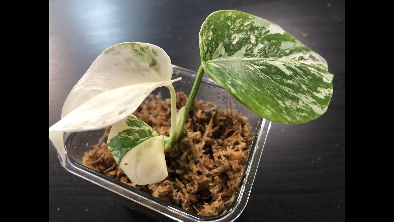Monstera Albo Node Propagation in Moss