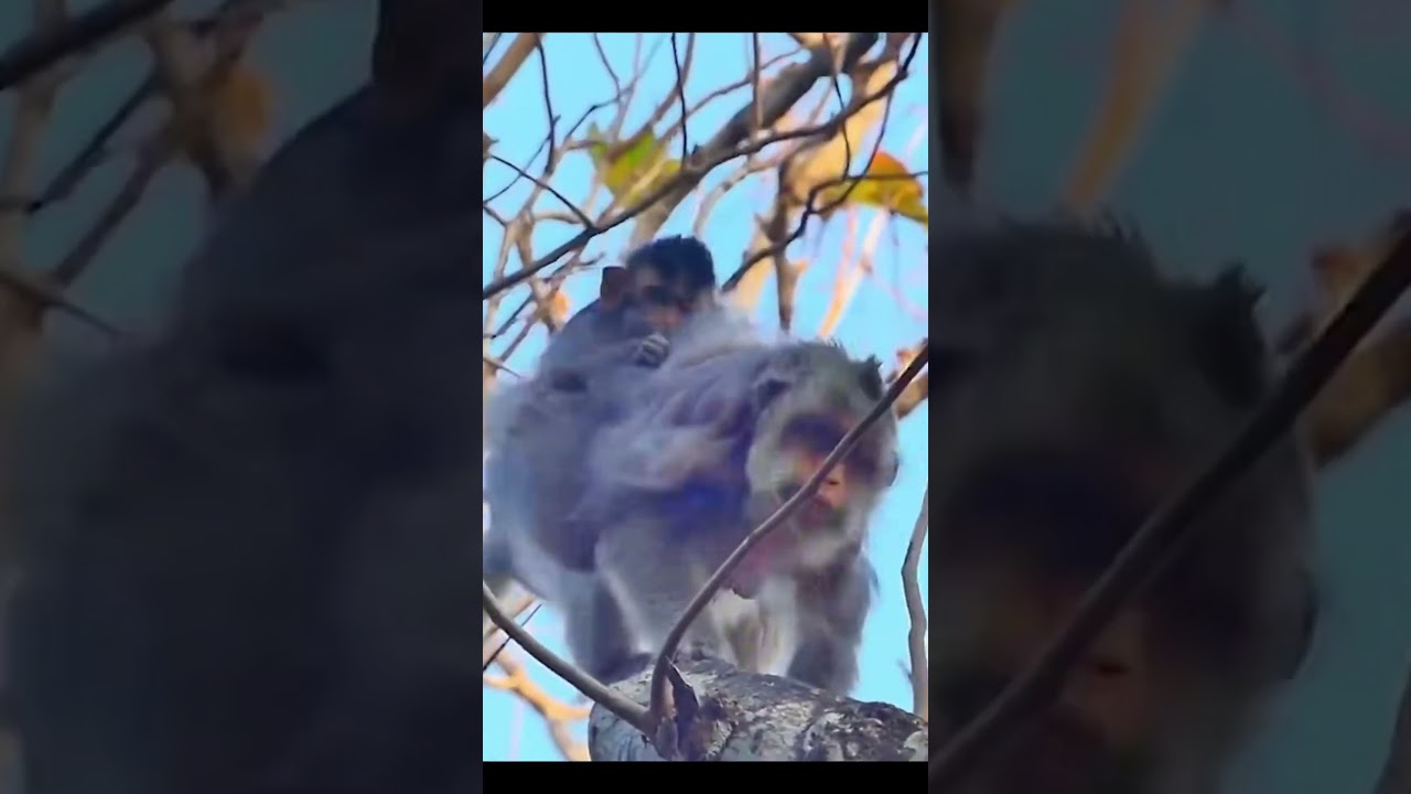 Life of Monkeys: The mother monkey is training her baby monkey to be brave and persistent.