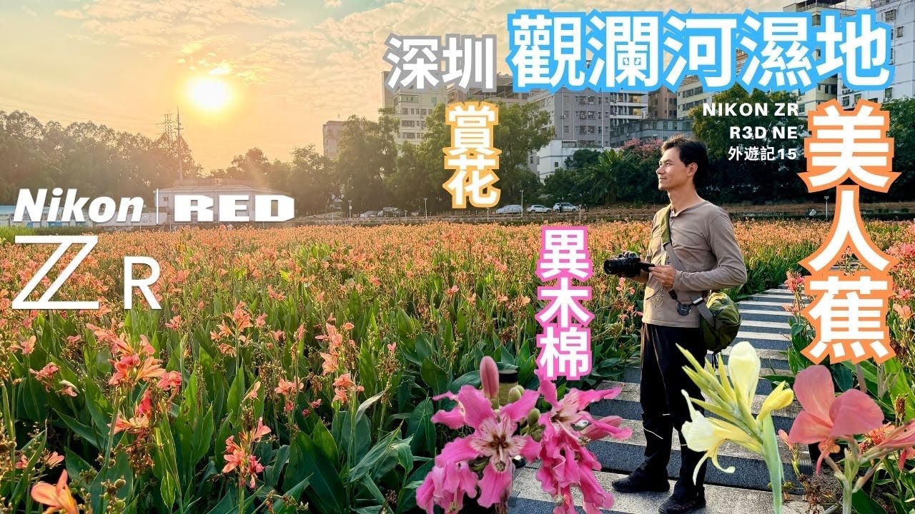 走進了粉色花海｜Nikon Zr R3D NE片段｜深圳觀瀾河｜異木棉大道｜美人蕉｜深圳一日攝影之旅｜外遊記15