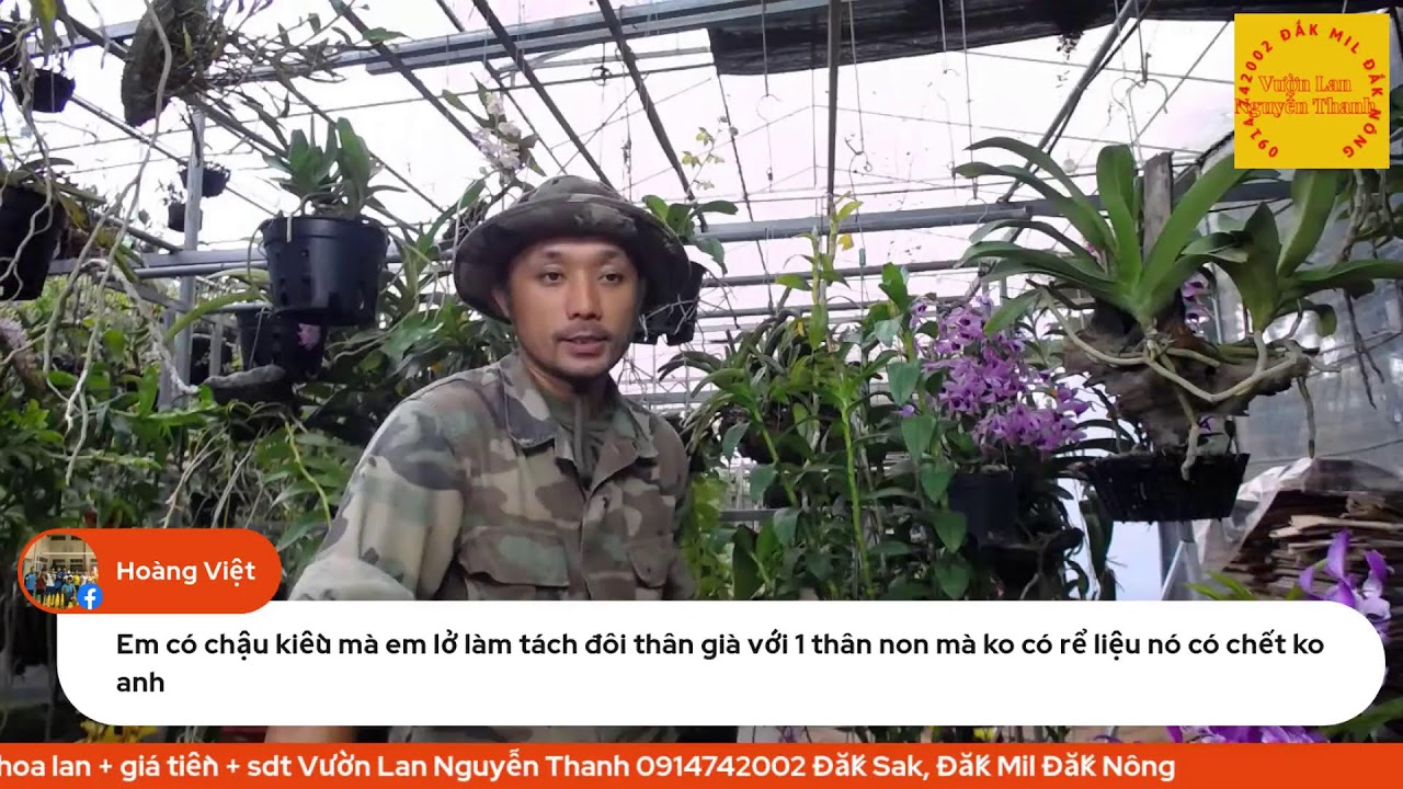 cách bón phân cho hoa lan hiểu quả