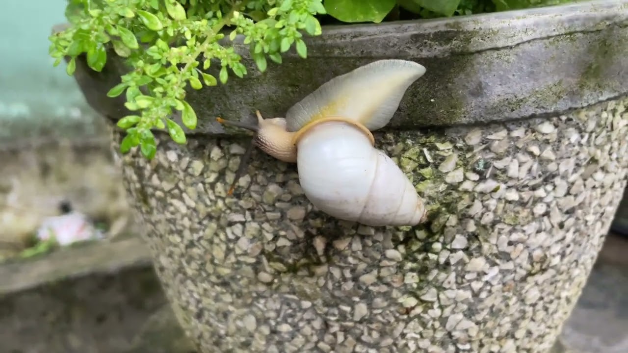 🔴WAOO BIG SNAIL‼️HUNTING SNAIL ,BERPETUALANG MENCARI SIPUT,MENANGKAP SIPUT,BINATANG KECIL,ANIMALS
