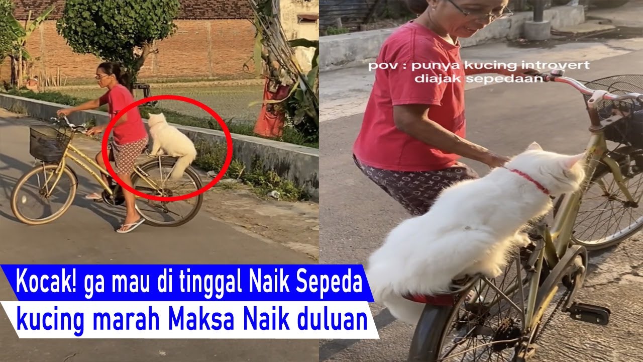 Sumpah Bikin NGAKAK! kucing Marah Lucu Maksa Emak minta naik sepeda sampai Nangis/Video kompilasi