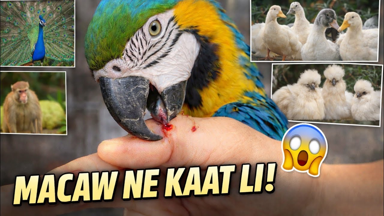 MACAW Ne Bilal Ko Kaata! Karachi Birds Market😱