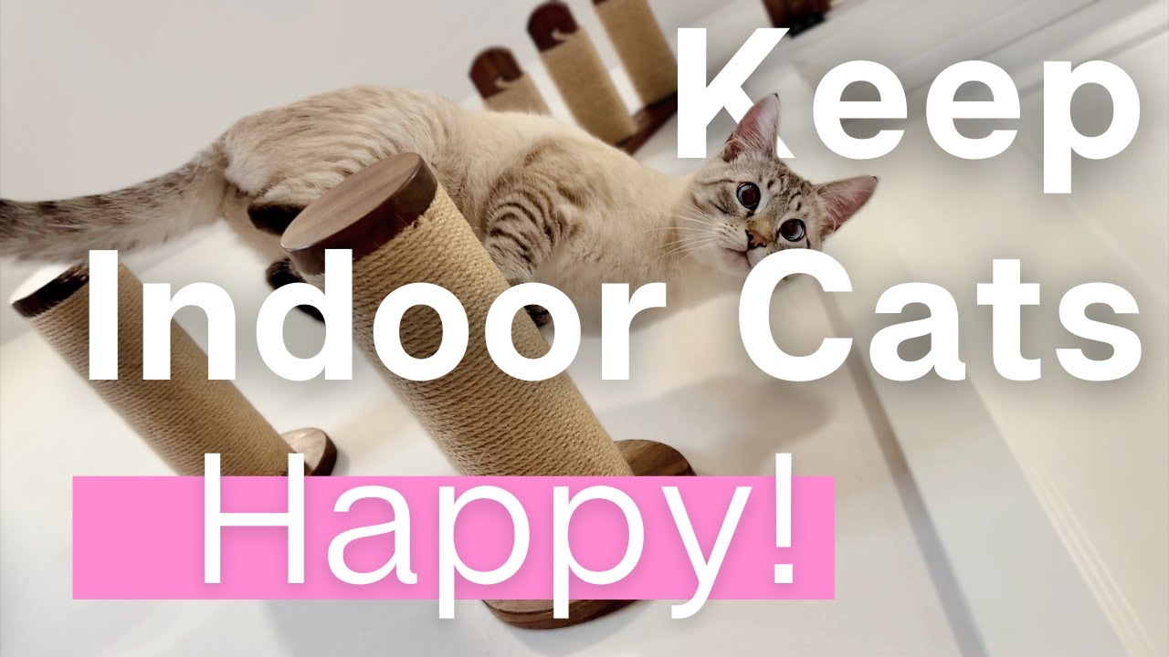 How to keep indoor cats HAPPY! (even with limited space)