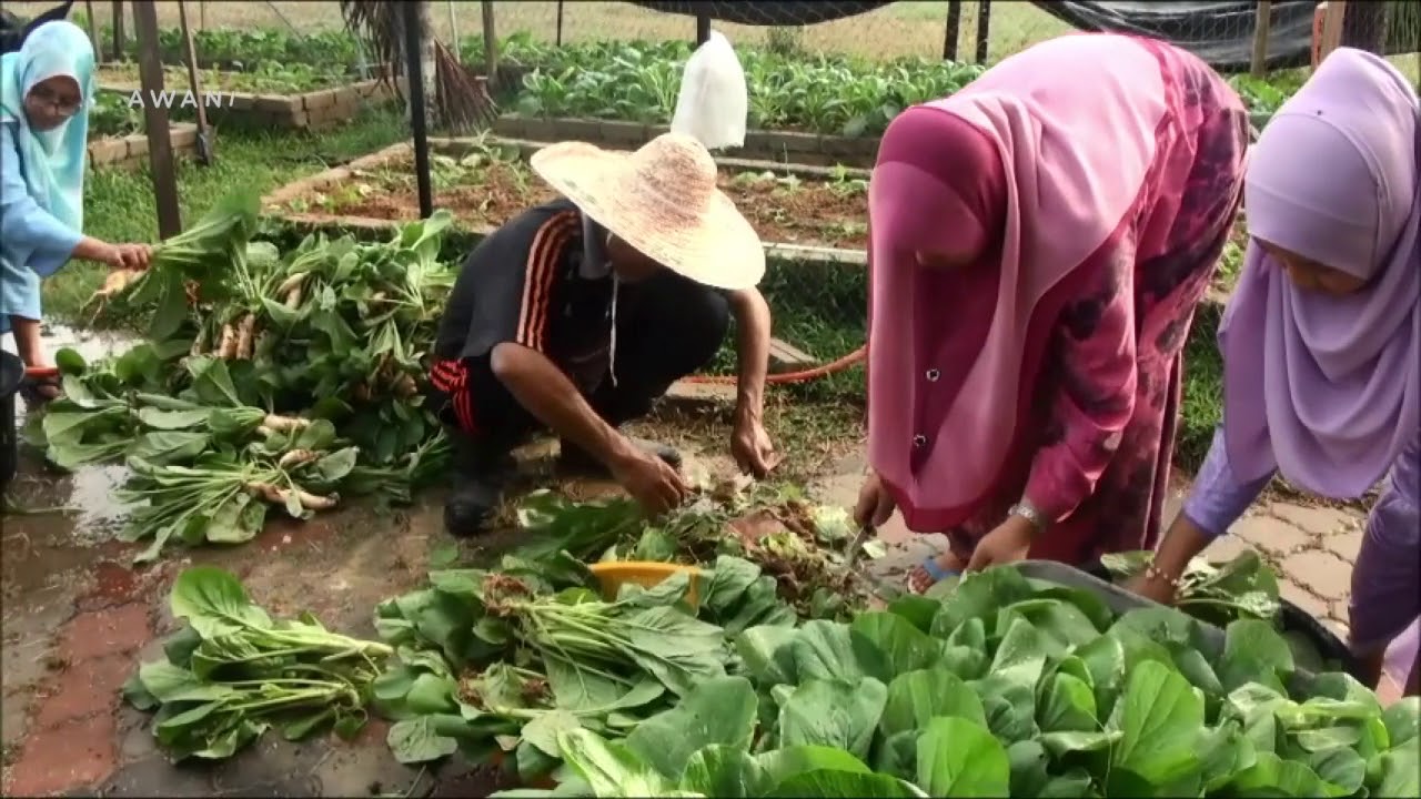 #AWANIJr: Projek Agrotani Murid Pendidikan Khas STARS 2018