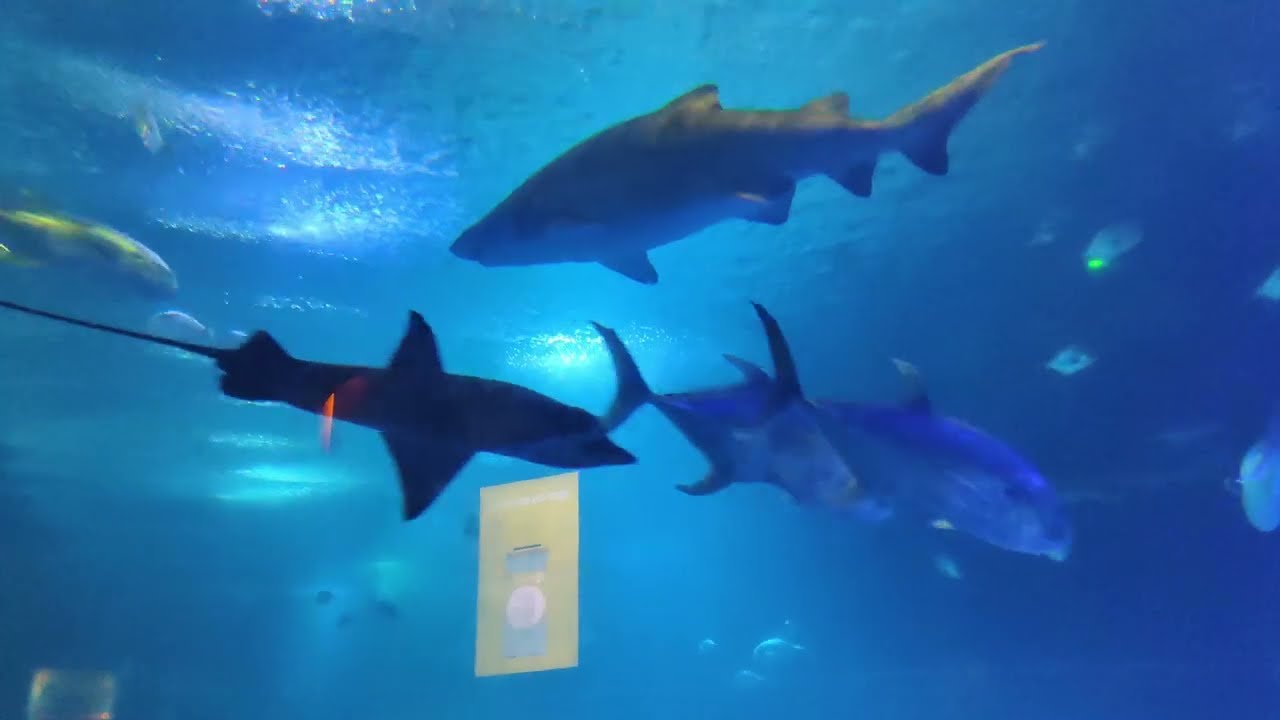 Oceanografic, Valencia |2022| Parte 2