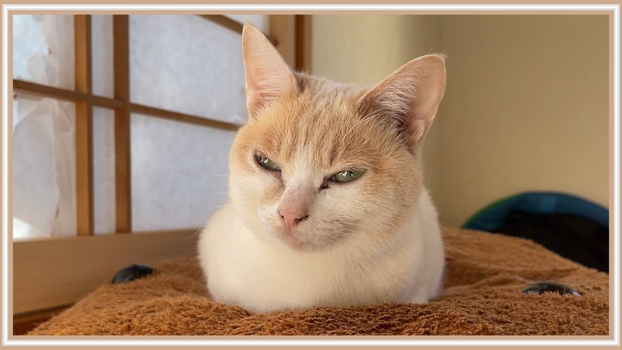 【超悲報】留守番中の猫達を盗撮したら一匹の猫がのけ者にされていました