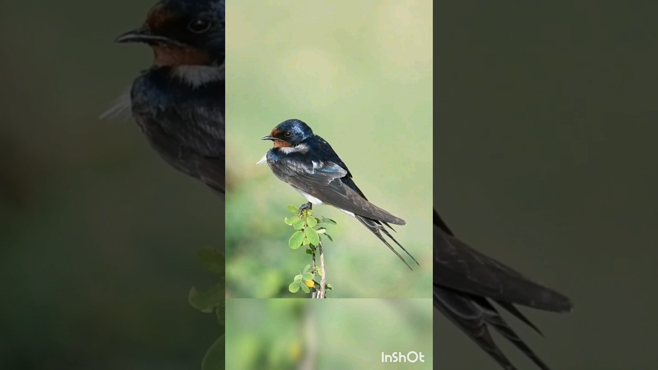 Barn swallow |bird |nature #bestbirds #birdslover #naturelovers