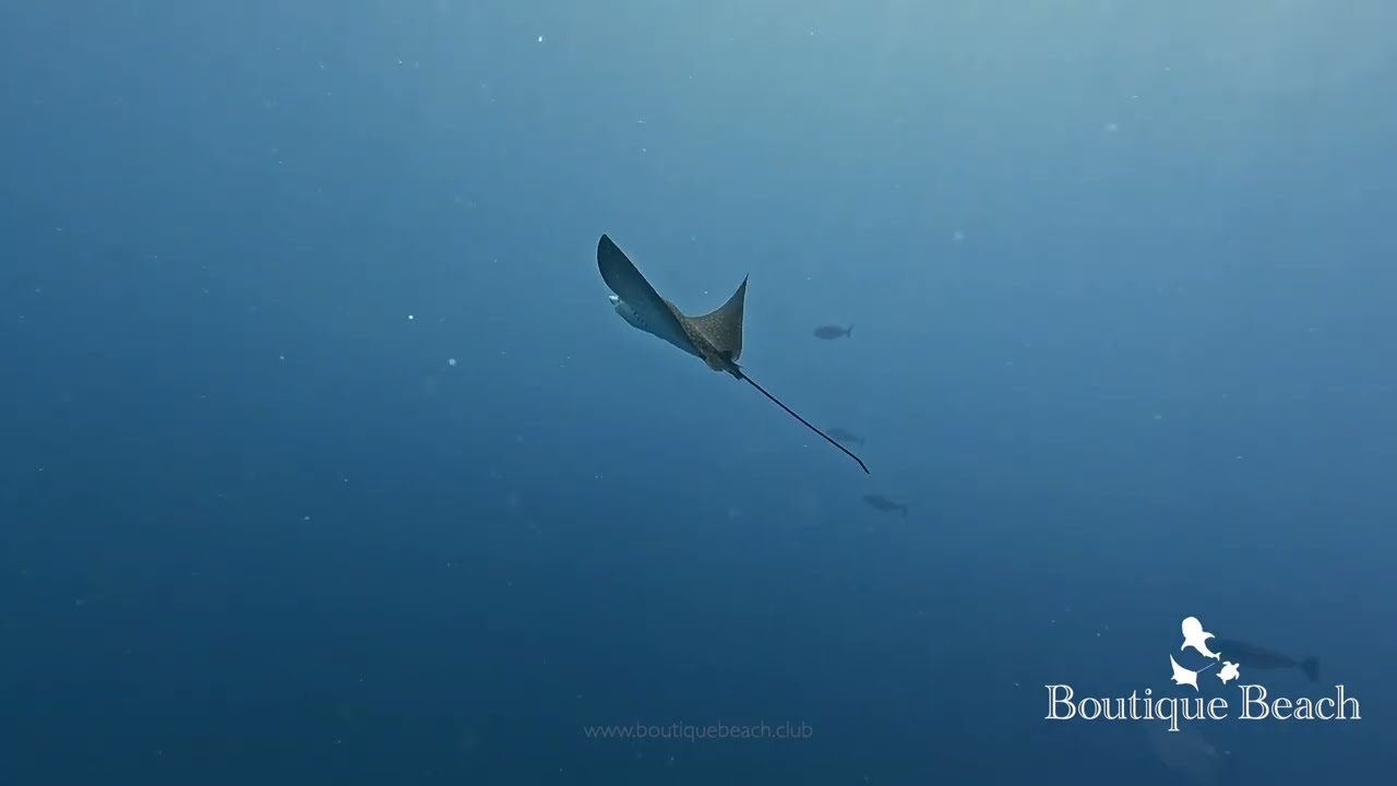 23.02.26 - Dives at Lux Beyru, Fish Bank & Napoleon Reef near Dhigurah, South Ari Atoll - Maldives