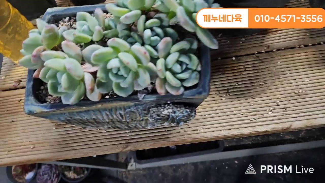 #깨누네다육  #다육  #깨누네다육 설날이래여~~~~♡