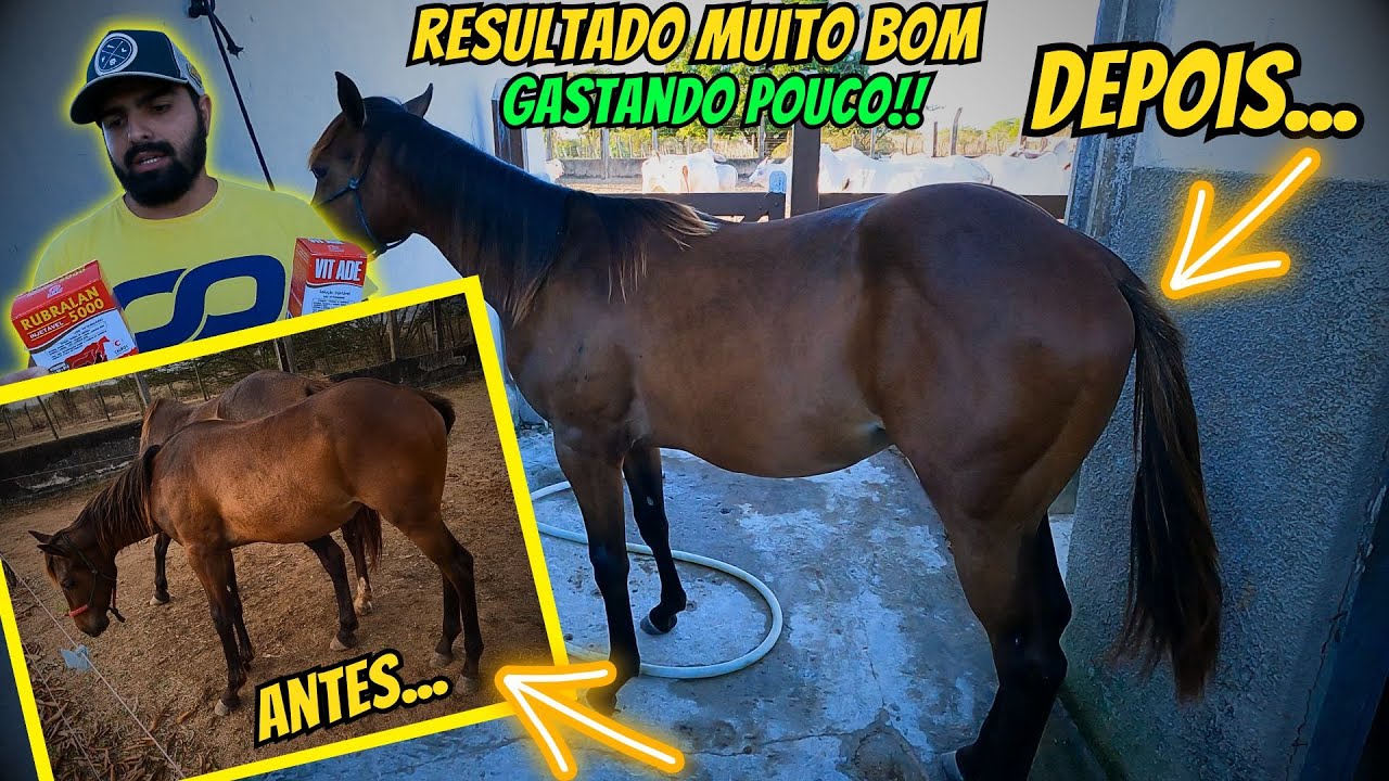 COMO ADMINISTRAR RUBRALAN 5000 + VIT ADE EM SEU CAVALO OU POTRO! OS RESULTADOS VÃO TE IMPRESSIONAR!