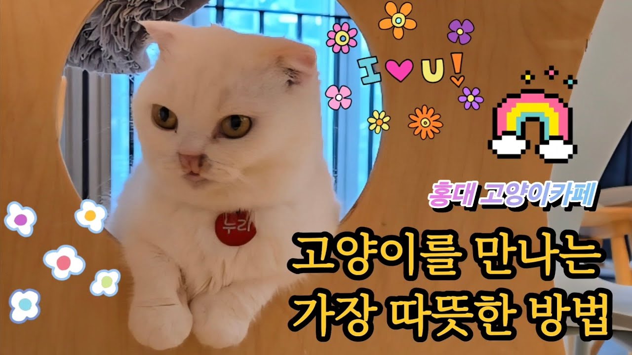 4k 고양이를 만나는 가장 따뜻한 방법｜홍대 고양이카페
