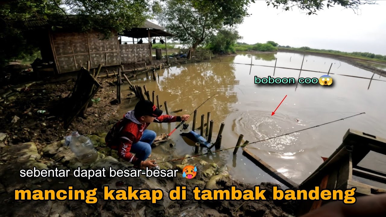 Gacorr!! Mancing kakap di tambak sebentar dapat besar besar 🥵