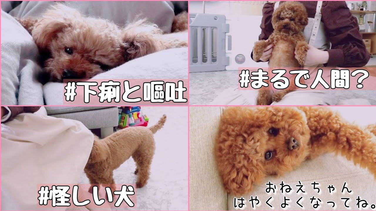 Taruちゃん、早く治るといいね🍀　トイプードルのTaruto&Rasuku