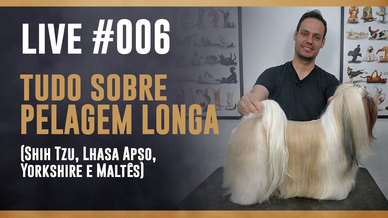 Live #006 - Tudo sobre PELAGEM LONGA (Shih Tzu, Lhasa Apso, Yorkshire e Maltês)