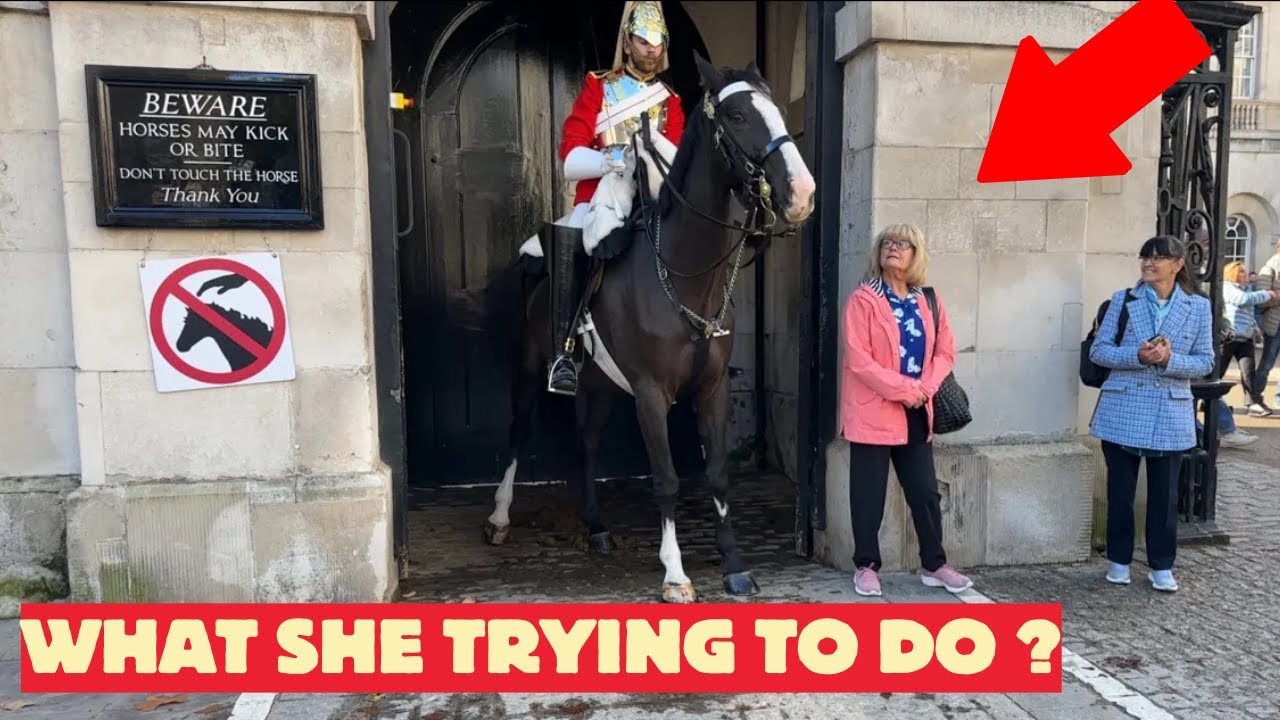 What Was She Trying to Do? Tourist Lady Sneaks Into Horse Box and Starts Clapping!