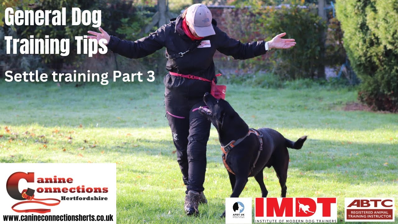 Dog/puppy settle training Part 3