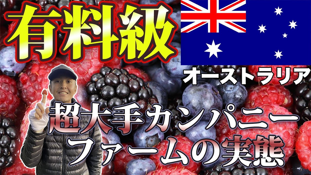 【ワーホリ生必見！】オーストラリアでファームジョブするなら必ず聞く超大手カンパニーの勤務内容を大暴露！