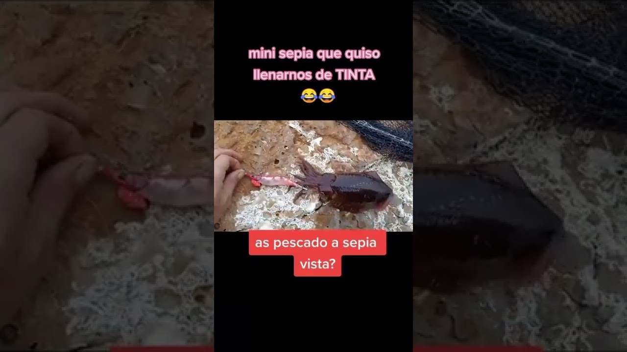 mini jibia, pescando a sepia vista! #pesca #sepia #eging #cuttlefish
