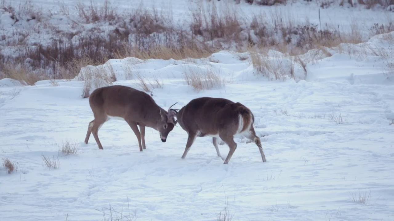 Heartland Bowhunter - Anika Gnala - Outdoor Channel