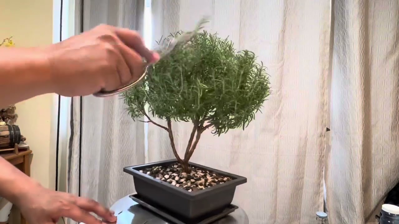 Rosemary Bonsai Pruning