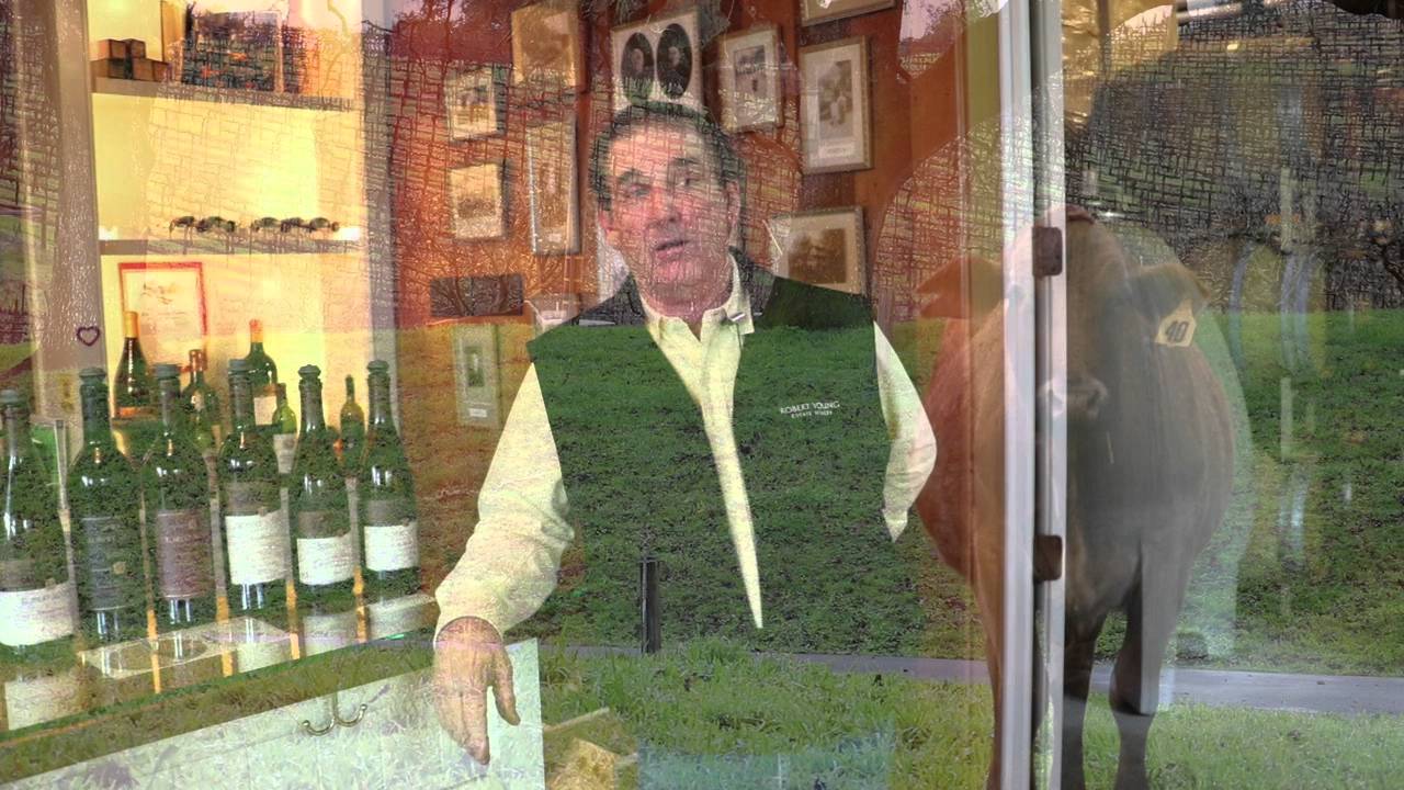 Robert Young Estate Winery- HHS Intern Video