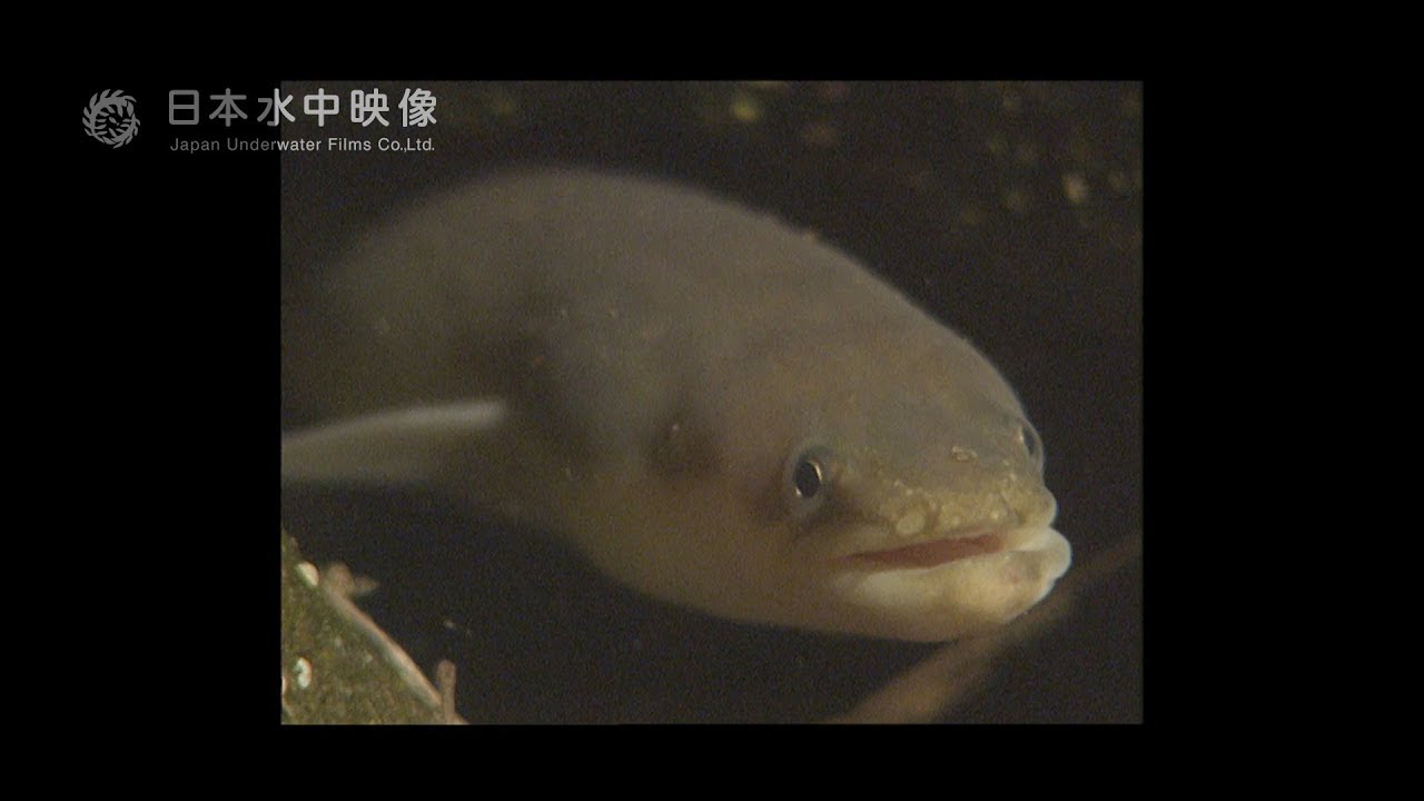 行かないで！ニホンウナギ　川の生き物たち. suitube7!