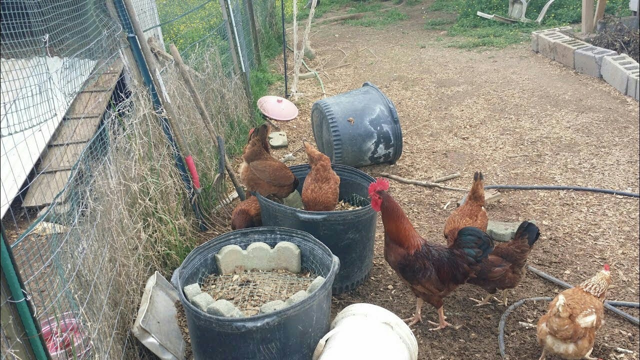 Very easy maggot bucket for feeding chickens