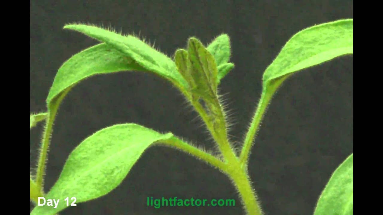 Tomato Plant HD Zoomed