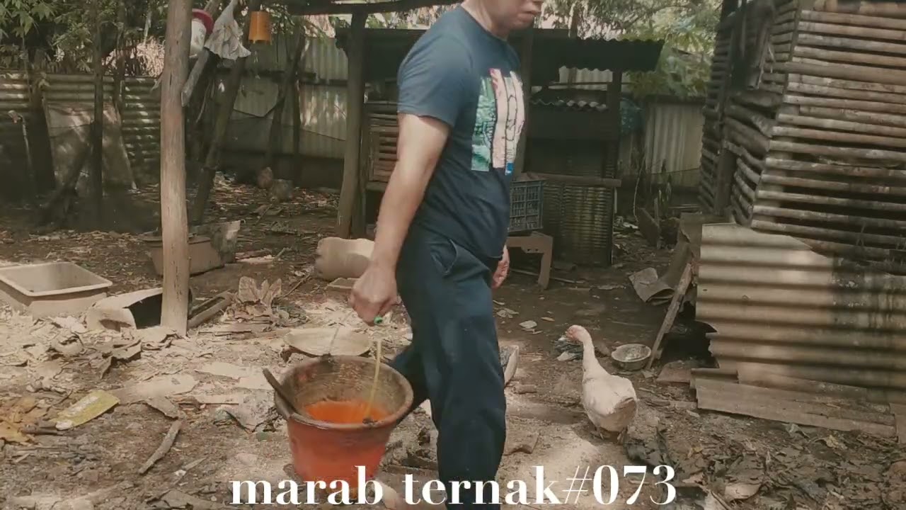 Marab ternak#073(@hermansuherman7736)