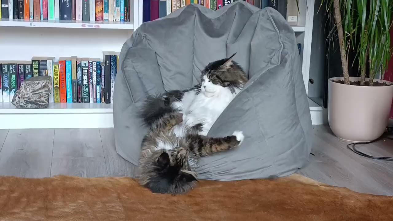 2 Maine Coons fighting over the hotly contested favorite chair of the house
