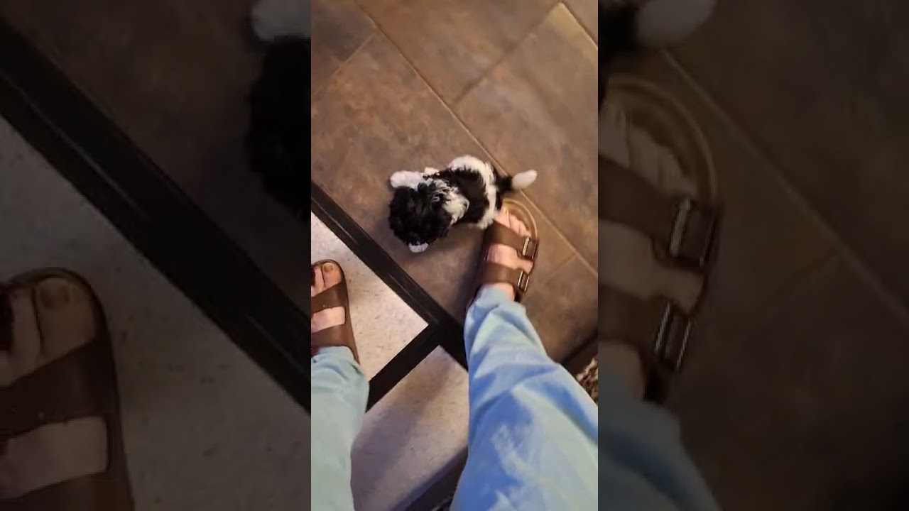 Toy- und Zwergpudel Hahnst&auml;tten 30.10.2025