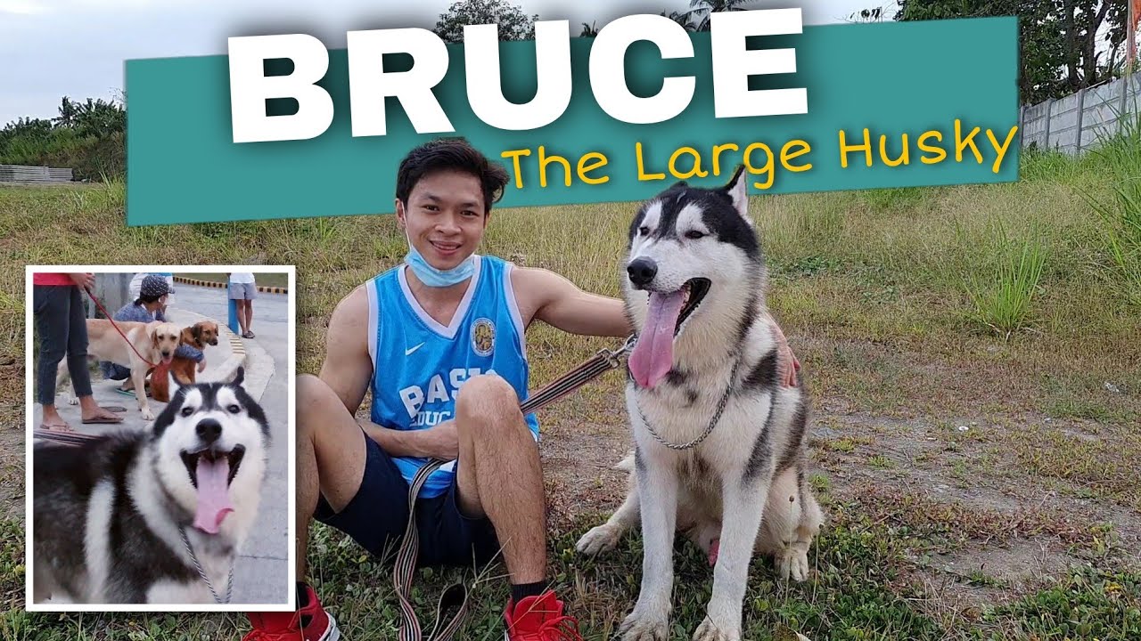WALKING MY LARGE DOG | Bruce the Siberian Husky | So Many Dogs In The Park | Rence & Mela