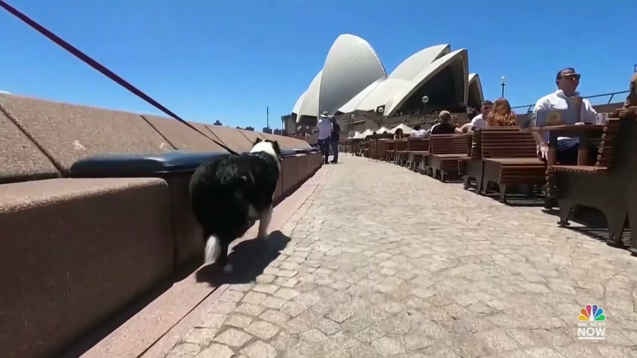 NBC News Australian bar turns to canine solution for seagull problem