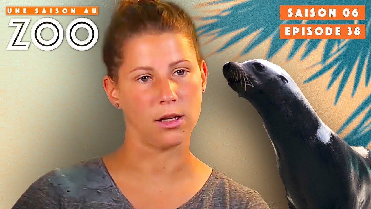 Wally l'Otarie fait le Têtu devant Tous les Spectateurs | S06EP38 | Intégrale | Une saison au zoo