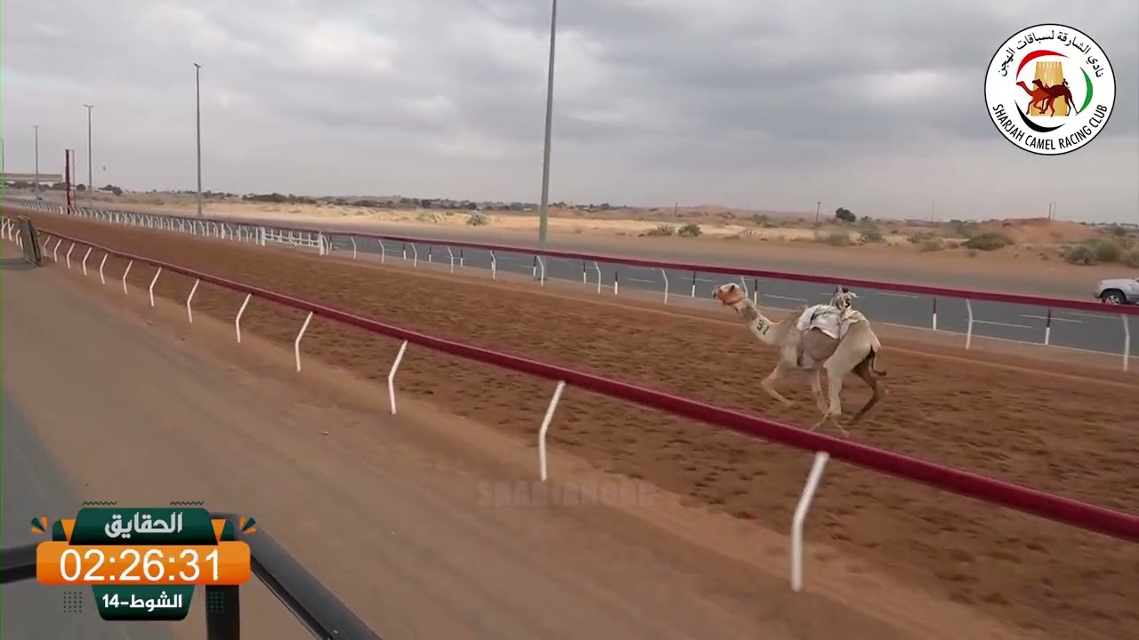 ميــدان الذيد - ش 0 الحقايق 17/01/2026 الفارس لـ ناصر علي سعيد القابض الطنيجي.  التوقيت: 4:25:35