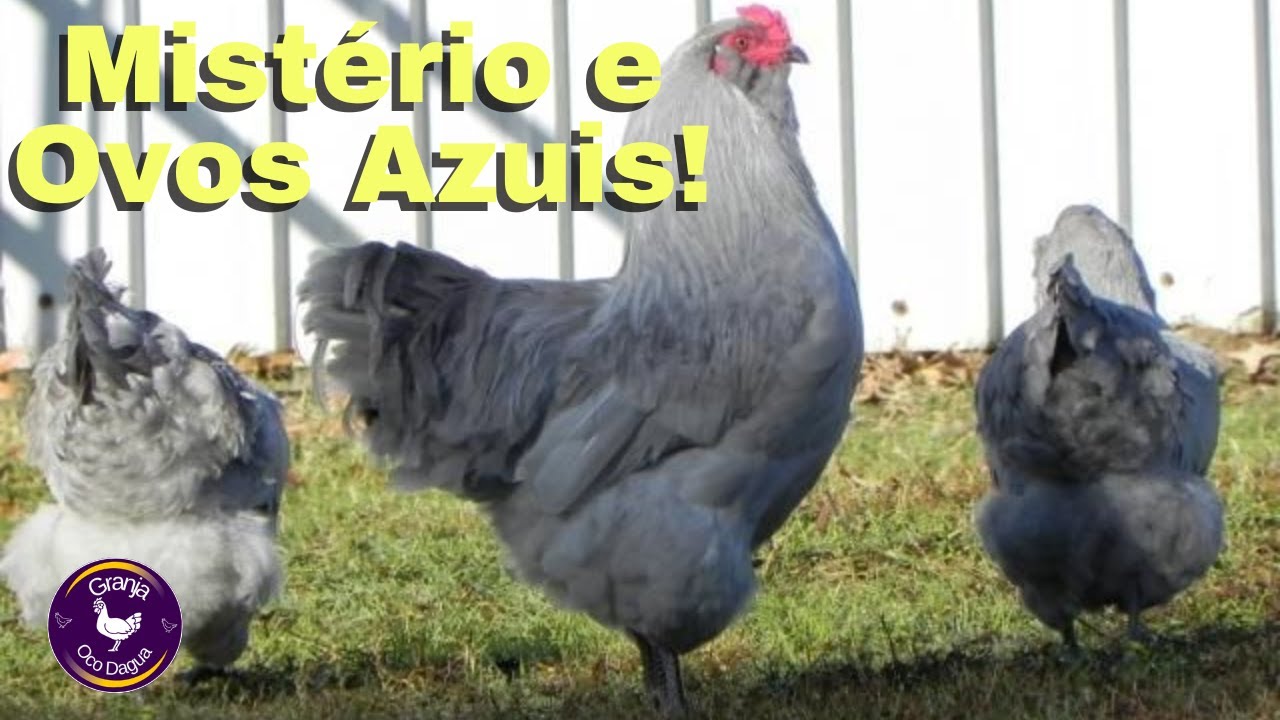 Por que a Araucana &eacute; a Galinha Mais Desejada do Mundo