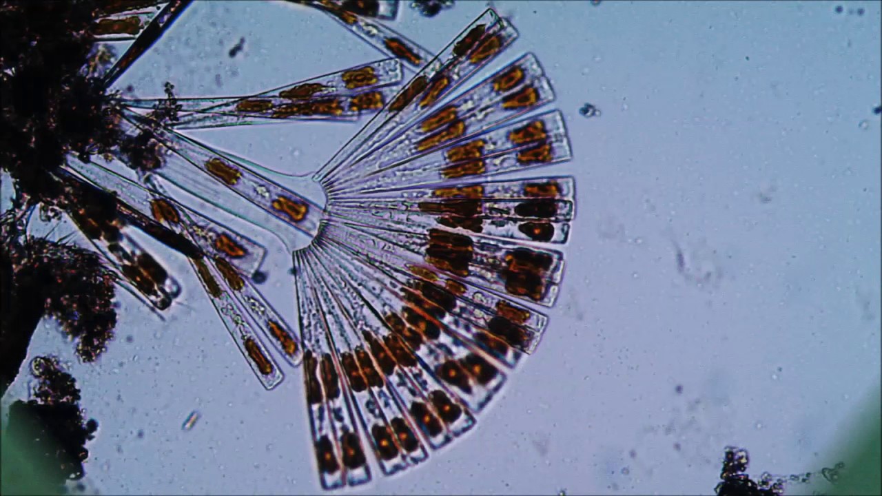 Microscope, Beauty and Shapes
