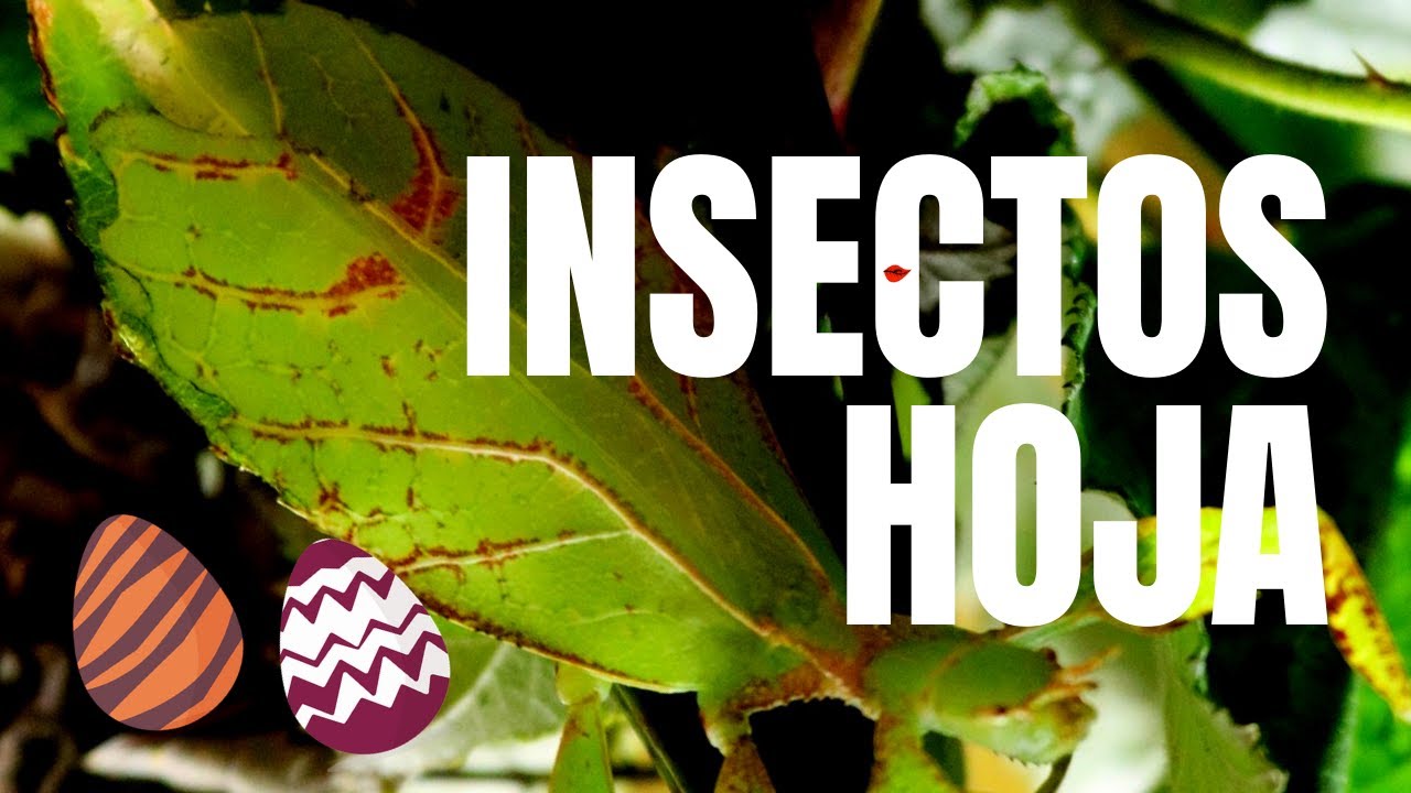 ¡ HOJAS VIVIENTES! 🍃 | COMO INCUBAR HUEVOS de INSECTO HOJA 🥚 (CUIDADOS de FASMIDOS)
