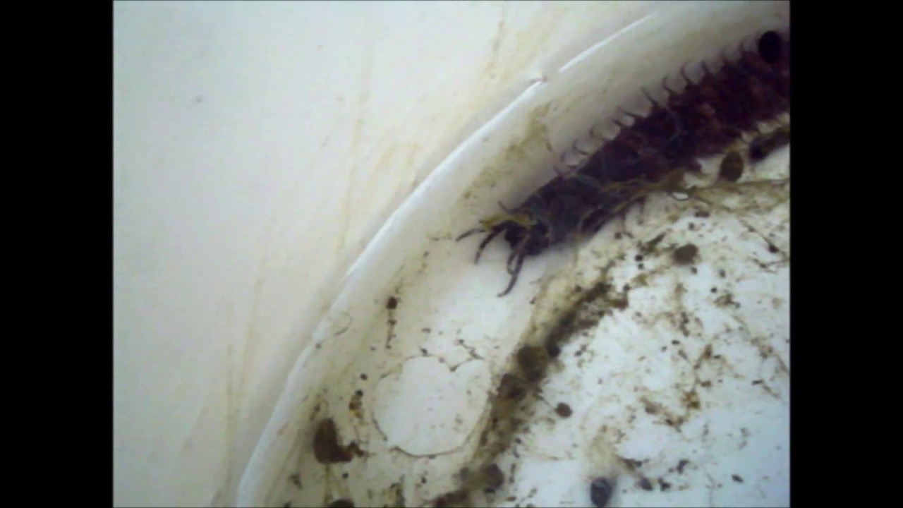 Big Rag worm for fishing